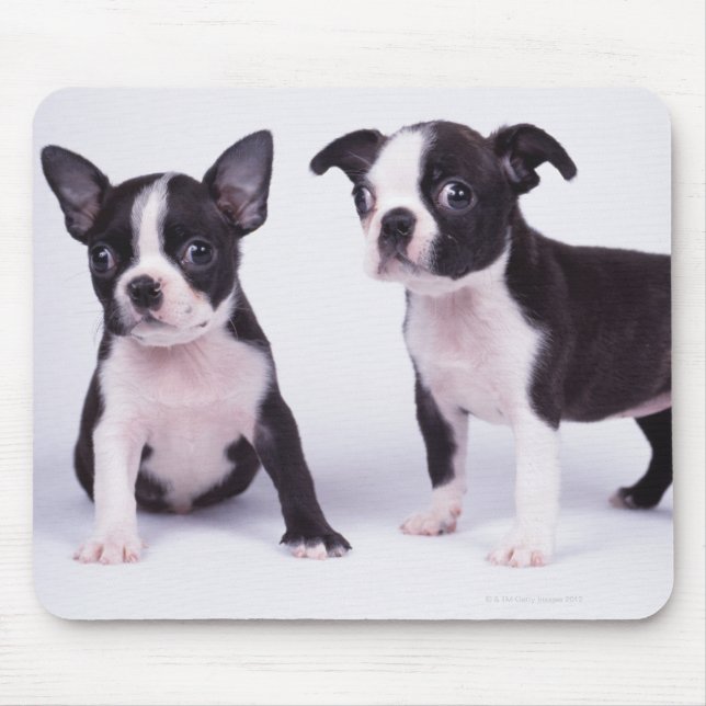 Zwei schwarz-weiße Welpen Mousepad (Vorne)