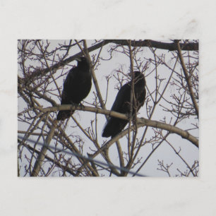 Zwei schwarze Krähen in einem Baum Postkarte
