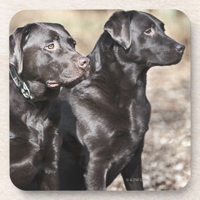 Zwei schwarze Labrador-Retriever Getränkeuntersetzer (Vorderseite)