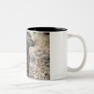 Zwei schwarze Labrador-Retriever Zweifarbige Tasse