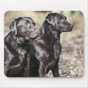 Zwei Schwarze Labrador Retrievers Mousepad