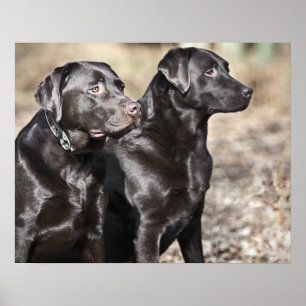 Zwei Schwarze Labrador Retrievers Poster