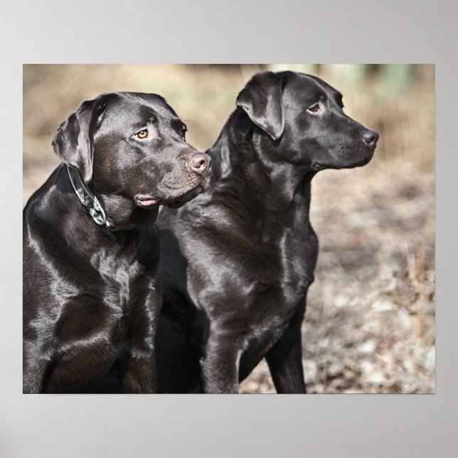 Zwei Schwarze Labrador Retrievers Poster (Vorne)