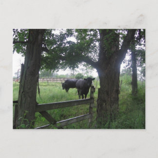 zwei schwarze Schönheiten Postkarte