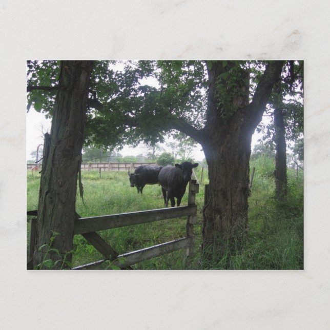 zwei schwarze Schönheiten Postkarte (Vorderseite)