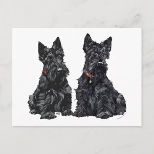 Zwei schwarze schottische Terrier Postkarte