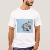 Zwei schwarze Silbertabby-Kätzchen spielen zusamme
