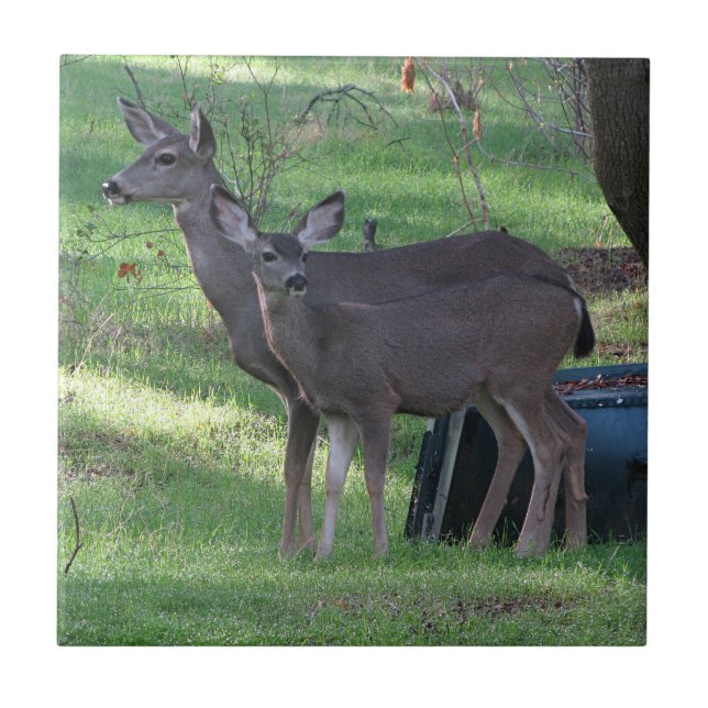 Zwei Schwarzschwanz-Keramik Fliese (Vorderseite)