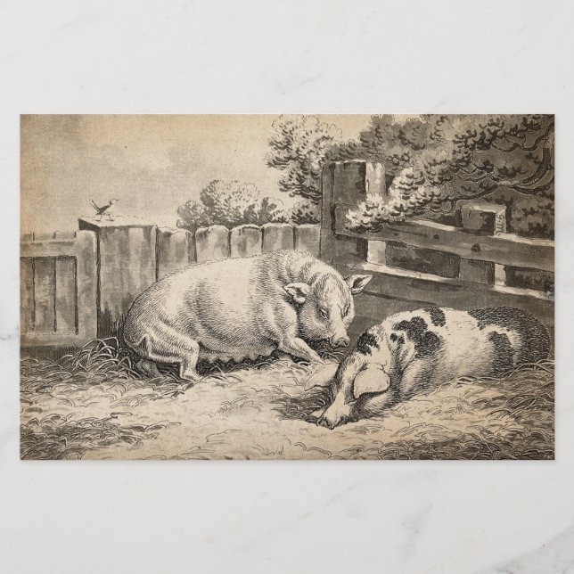 Zwei Schweine, die in Strohhalm in einem Außengebl Briefpapier (Vorderseite)