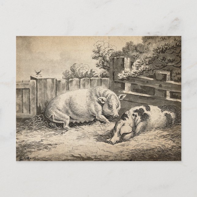 Zwei Schweine, die in Strohhalm in einem Außengebl Postkarte (Vorderseite)