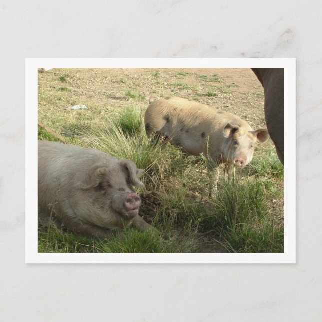 zwei Schweine Postkarte (Vorderseite)