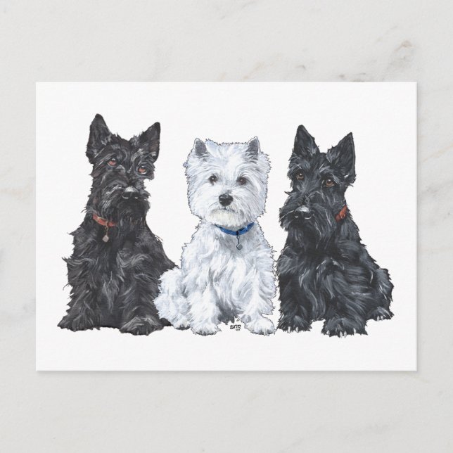 Zwei Scotties und ein Westie Postkarte (Vorderseite)