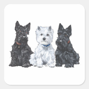 Zwei Scotties und ein Westie Quadratischer Aufkleber