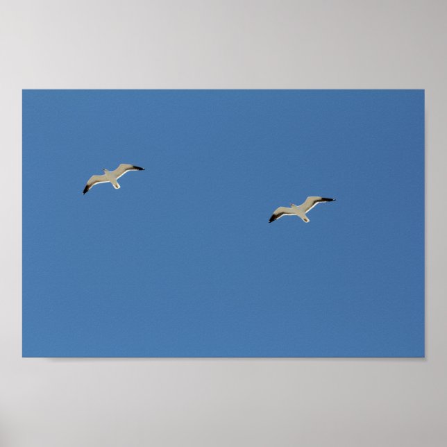 Zwei Seagull-Vögel fliegen Clear Blue Sky Poster (Vorne)