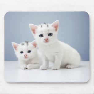 Zwei sehr junge weiße Kätzchen starren neugierig Mousepad