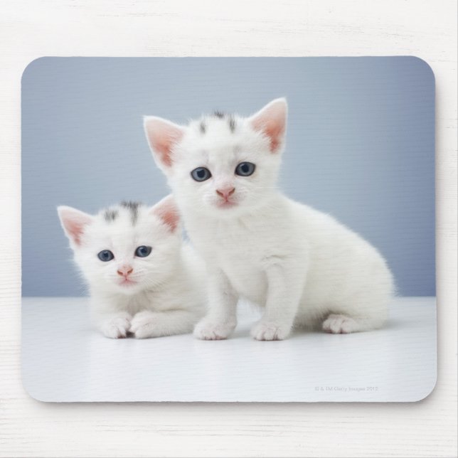 Zwei sehr junge weiße Kätzchen starren neugierig Mousepad (Vorne)