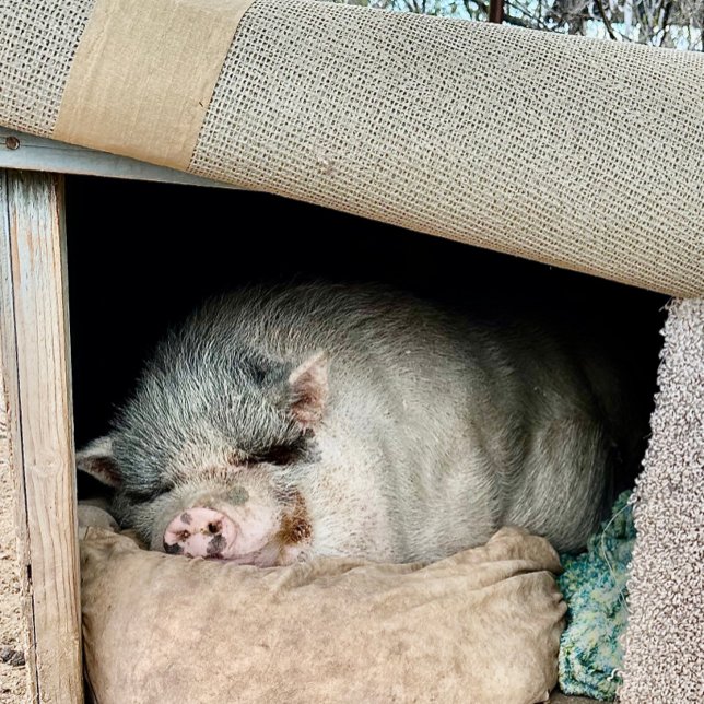 Zwei Seiten eines Polarbären Kaffeetasse (Von Creator hochgeladen)