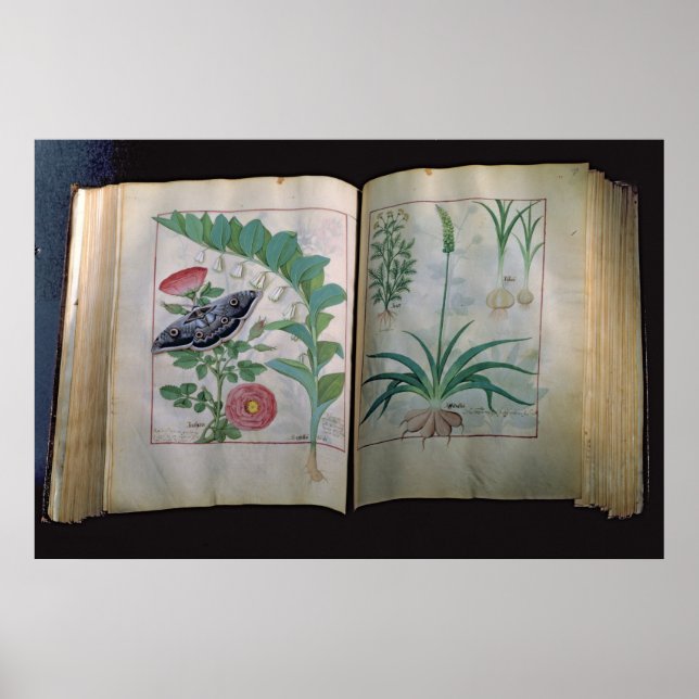 Zwei Seiten mit Rose und Knoblauch Poster (Vorne)