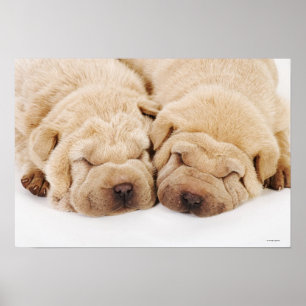 Zwei Shar Pei Welpen schlafen Poster