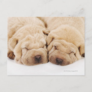 Zwei Shar Pei Welpen schlafen Postkarte