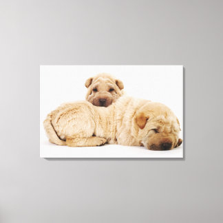 Zwei Shar Pei Welpen schlafend, Studio-Shot Leinwanddruck