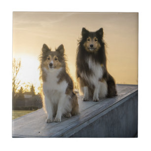 Zwei Shelties auf einem Dach beim Sonnenaufgang Fliese