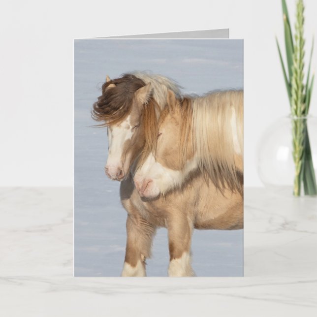 Zwei Sinti und Roma-Hengste - Grußkarte Karte (Vorderseite)