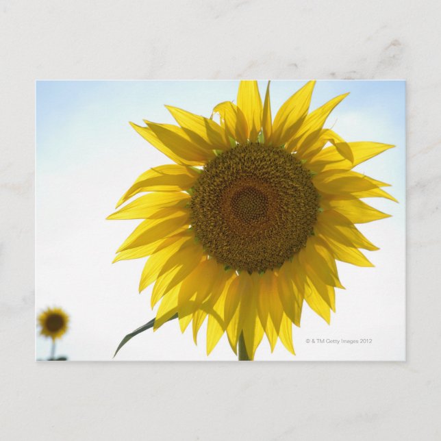 Zwei Sonnenblumen auf dem Feld, Toskana, Italien Postkarte (Vorderseite)