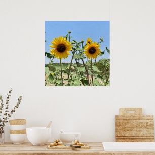 Zwei Sonnenblumen blauer Himmel Poster