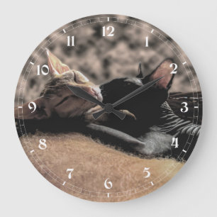 Zwei Sphynx-Katzen küssen sich - Liebe echtes Foto Große Wanduhr