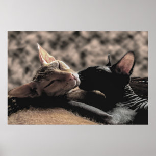 Zwei Sphynx-Katzen küssen sich - Liebe echtes Foto Poster