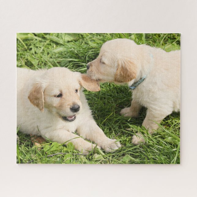 Zwei spielende Gelbe Labrador-Welpen Puzzle (Horizontal)