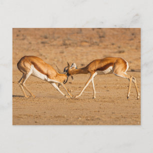 Zwei Springbok Antelope Kämpfe Postkarte