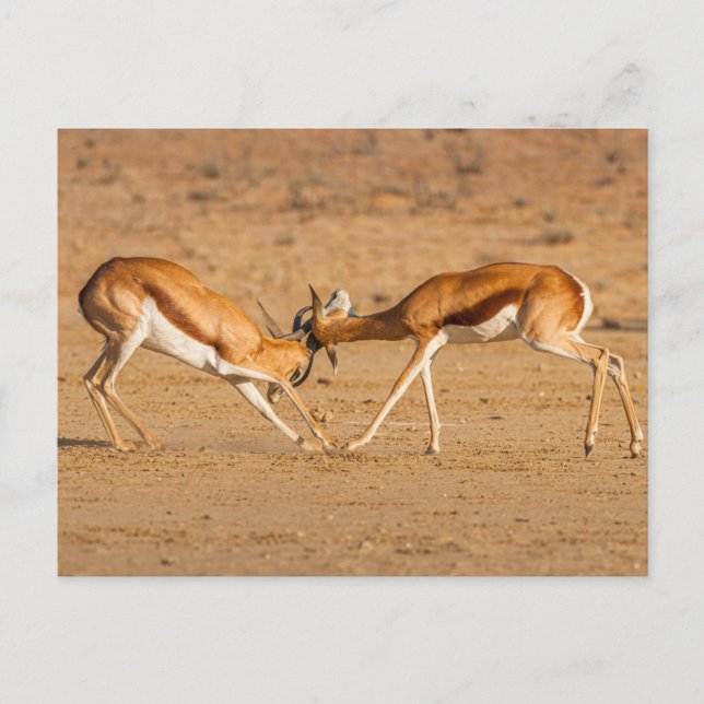 Zwei Springbok Antelope Kämpfe Postkarte (Vorderseite)