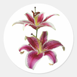 Zwei Stargazer-Lilien Runder Aufkleber