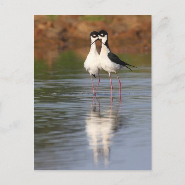 zwei Stile kuscheln Postkarte (Vorderseite)