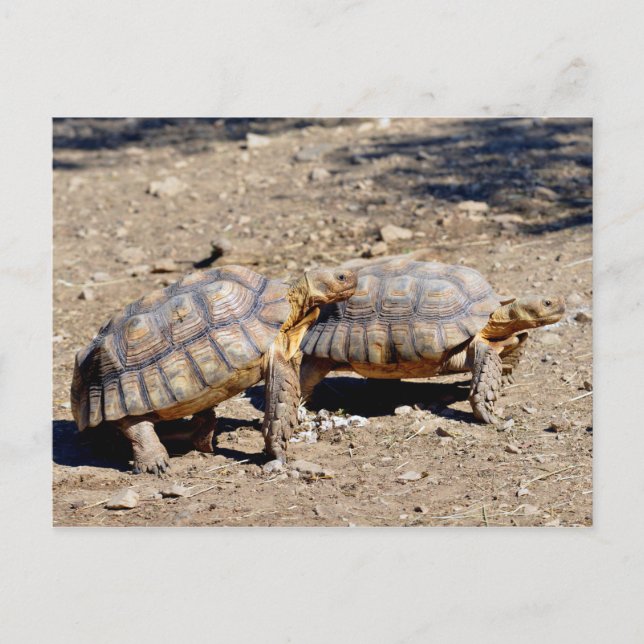 Zwei Sulcata-Schildkröten auf dem Boden Postkarte (Vorderseite)