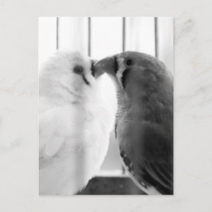 Zwei süße Finken-Vögel im Käfig Feiertagspostkarte