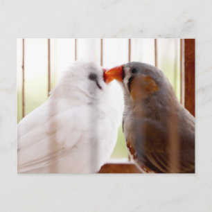 Zwei süße Finken-Vögel im Käfig Postkarte