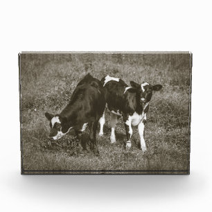 Zwei süße Kälber Schwarz-weiße Kühe 7 x 5 Fotoblock
