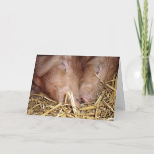 Zwei Sweet Sleeping Schweine Fotografie - leere Ka Karte