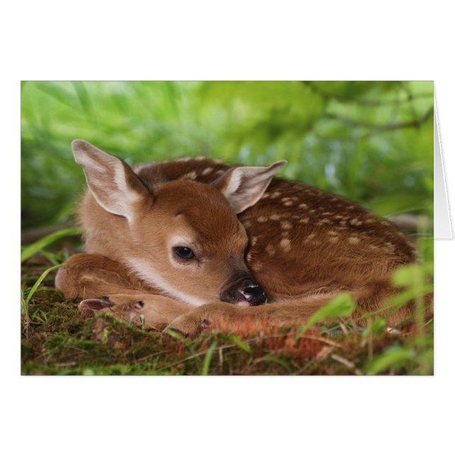 Zwei Tage alter Wildschwanz, Kentucky. (Vorderseite (Horizontal))