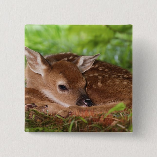 Zwei Tage alter Wildschwanz, Kentucky. Button (Vorderseite)