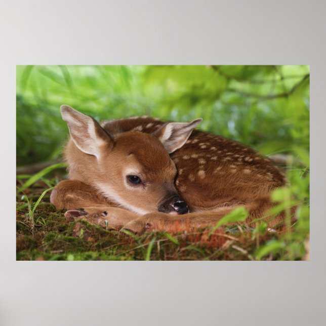 Zwei Tage alter Wildschwanz, Kentucky. Poster (Vorne)
