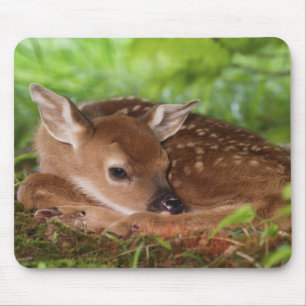 Zwei Tage altes Weißwedelhirsch-Baby, Kentucky. Mousepad