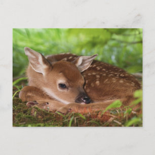 Zwei Tage altes Weißwedelhirsch-Baby, Kentucky. Postkarte