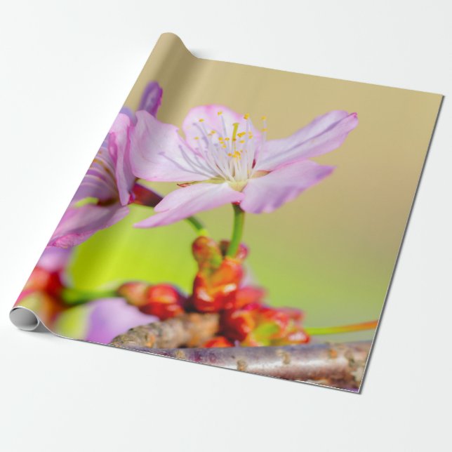 Zwei tapfere Sakura-Blume und farbenfroher Hinterg Geschenkpapier (Ungerollt)
