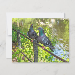 Zwei Tauben. Roath Park Lake, Cardiff, Wales