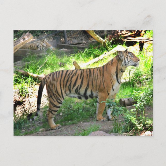 Zwei Tiger im Zoo von San Diego Postkarte (Vorderseite)