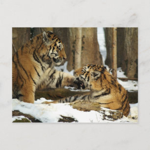 Zwei Tiger Postkarte